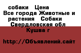 собаки › Цена ­ 2 500 - Все города Животные и растения » Собаки   . Свердловская обл.,Кушва г.